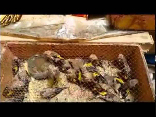 شرطة البيئة: تقبض على صائدي طيور برية في قلقيلية