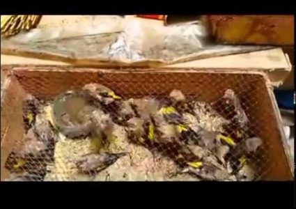 شرطة البيئة: تقبض على صائدي طيور برية في قلقيلية