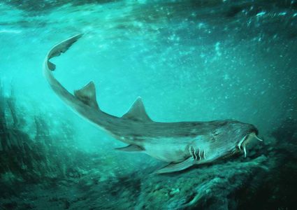 اكتشاف قرش ما قبل التاريخ بـ"أسنان فضائية"