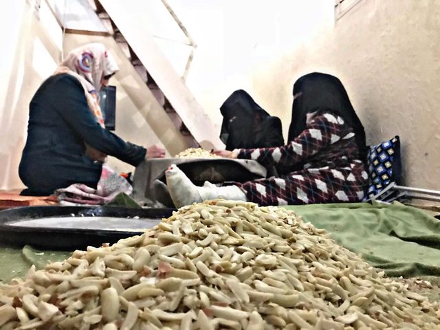 تقشير الفستق مصدر علاج ومهنة لعائلة أبو موسى
