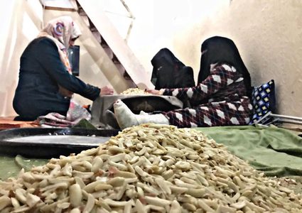 تقشير الفستق مصدر علاج ومهنة لعائلة أبو موسى