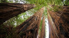 ما هي أكبر شجرة في العالم؟