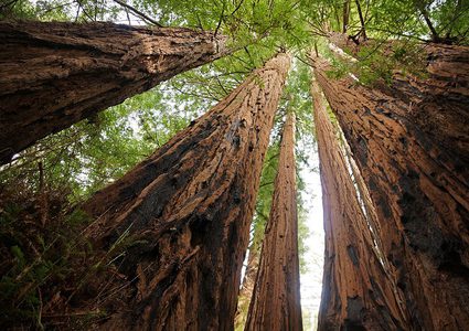 ما هي أكبر شجرة في العالم؟