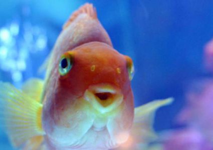 كيف تعيش أسماك في أعماق شبه خالية من الأكسجين؟