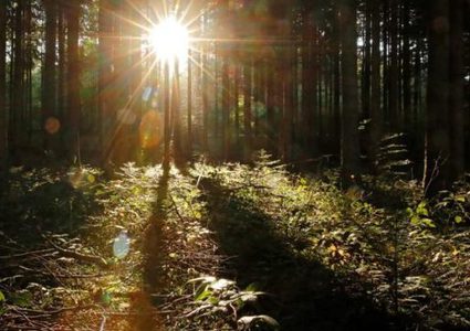 عالم سويدي يصنع وقودا من "الأشجار"