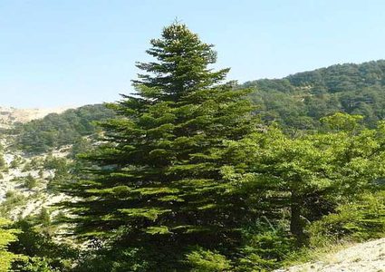 نبتة صينية مهددة بالانقراض توقف نمو الورم السرطاني