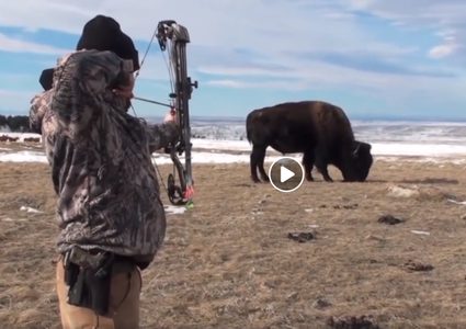 كيف أبادت أميركا حيوان البيسون وطردت السكان الأصليين؟