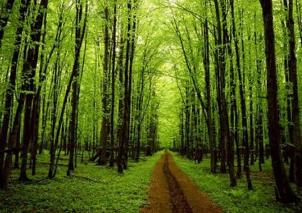 عالم سويدي يصنع وقودا من "الأشجار"