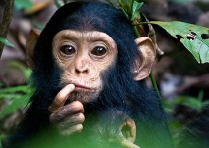 الصين تسنسخ قرودا لعلاج مشاكل النوم، والاكتئاب، والزهايمر!