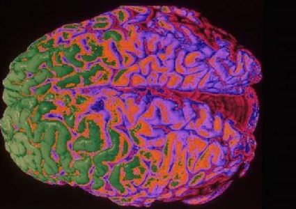 العلماء في طريقهم إلى ابتكار دماغ واع