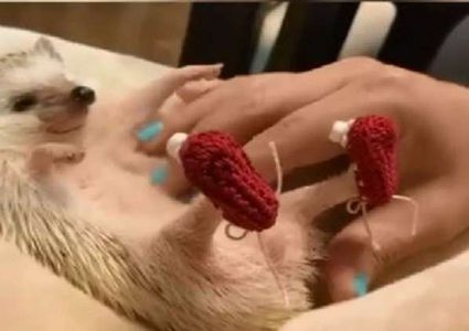 قلة النوم تفقد قنفذا أشواكه! (صورة)