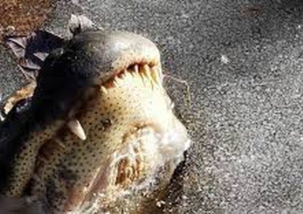 شاهد كيف تغلبت قسوة الطبيعة على هذه التماسيح..وجمدت حركتها