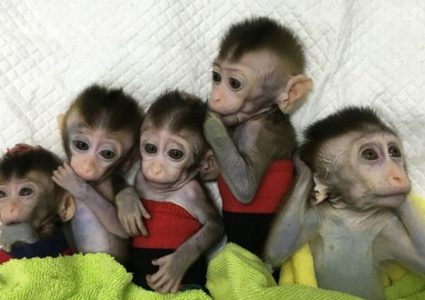 استنساخ قرود معدلة جينيا لاجراء أبحاث عليها