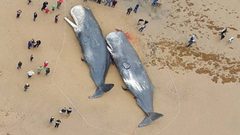 في حادثة غريبة.. ماذا وجد في بطن هذين الحوتين؟!