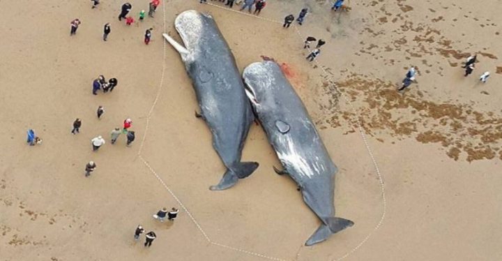 في حادثة غريبة.. ماذا وجد في بطن هذين الحوتين؟!