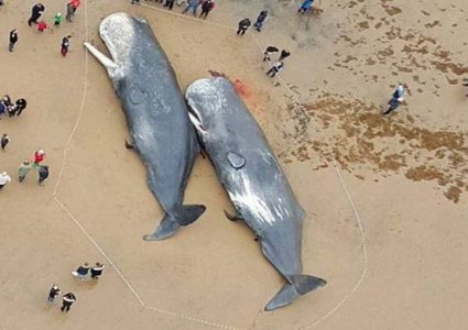 في حادثة غريبة.. ماذا وجد في بطن هذين الحوتين؟!