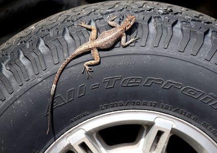 بالفيديو... العثور على سحلية برأسين ولسانين أزرقين