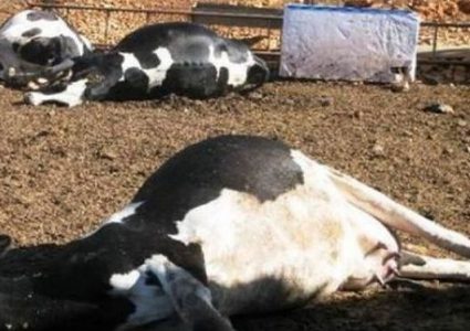 نفوق أربع أبقار بانفجار لغم في الأغوار الشمالية