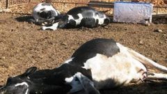 نفوق أربع أبقار بانفجار لغم في الأغوار الشمالية