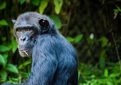 قرد يثير ذهول البشر بما يفعله