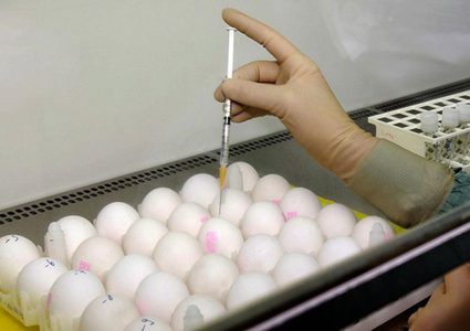 بيض معدل وراثياً يعالج مرضى السرطان!