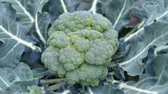 أطعمة "سحرية" تبعد النوبات القلبية وتصلب الشرايين