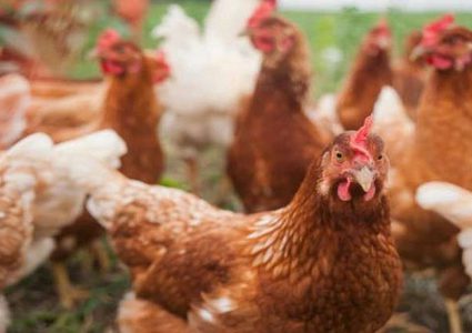 بيض دجاج معدل وراثيا يكافح السرطان!