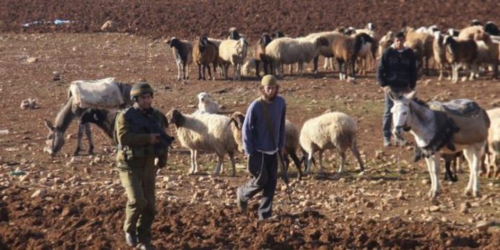 المستوطنون يطردون رعاة الأغنام من المراعي في الأغوار