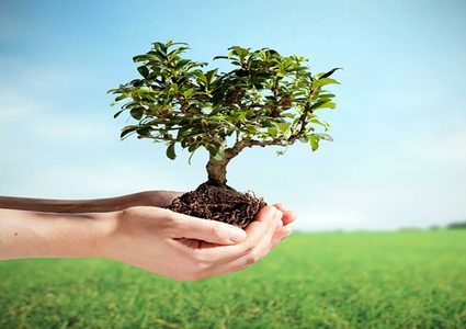 "شجرة في كل حفرة" مبادرة شبابية لتزيين شوارع الضفة بالأشجار