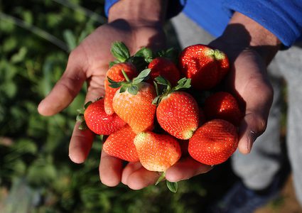 مزارع فلسطيني يعرض الفراولة في مزرعة في بيت لاهيا ، في شمال قطاع غزة ، في 30 يناير / كانون الثاني 2019.