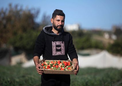 مزارع فلسطيني يحصد الفراولة في مزرعة في بيت لاهيا ، في شمال قطاع غزة ، في 30 يناير ، 2019.