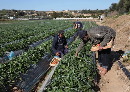 مزارعون يحصدون الفراولة في بيت لاهيا شمال القطاع