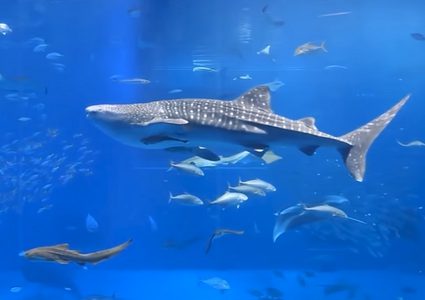 اختفاء 85% من الأحياء المائية الرئيسة في الخليج العربي