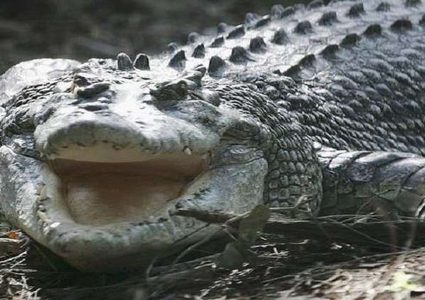 رجل يعض تمساحا لإنقاذ ابنه!