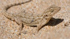 لماذا أمر الرسول قتل الفواسق الخمسة؟