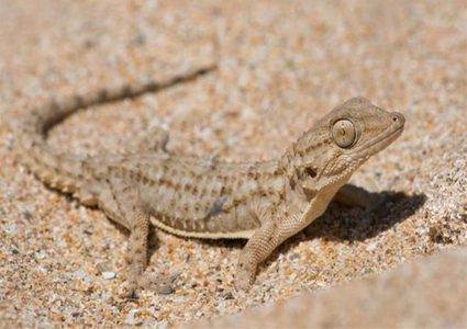 لماذا أمر الرسول قتل الفواسق الخمسة؟