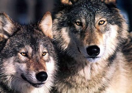 معلومات غريبة عن أغدر حيوان في الغابة