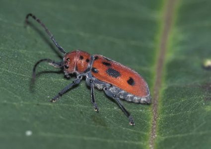 حقائق ممتعة عن الخنافس