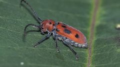 حقائق ممتعة عن الخنافس