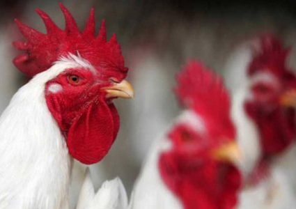 تعديل دجاج وراثيا.. والنتيجة "بيض لمعالجة السرطان"