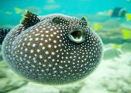 "سمكة" توحي بابتكار يكشف السرطان!