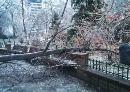 رومانيا: سقوط 800 شجرة في يوم واحد بسبب عاصفة ثلجية!