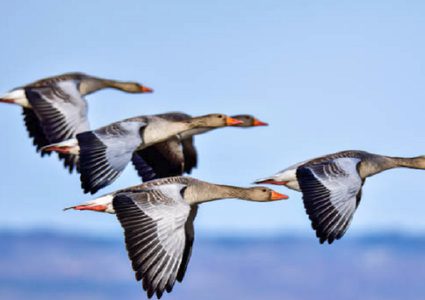 ريش متحجر يكشف أسرار الطيران!