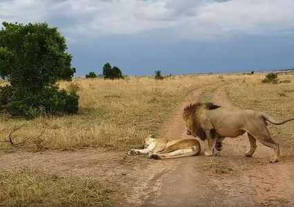مقالب الحيوانات.. أسد يثير ذعر لبوة ! (فيديو)