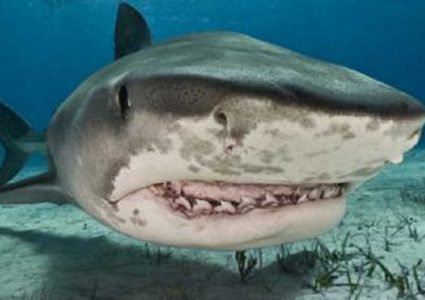 ابتكار جديد يحمي الناس من هجمات أسماك القرش القاتلة