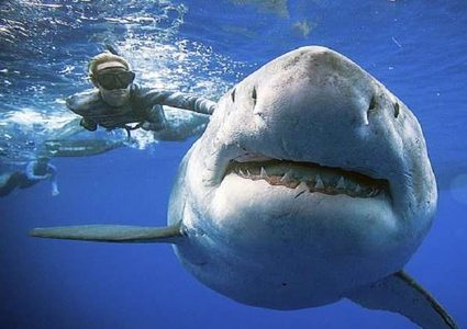 ابتكار جديد يحمي الناس من هجمات أسماك القرش القاتلة