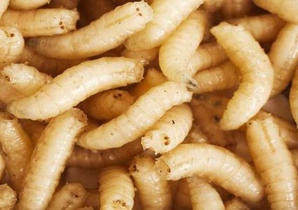 العثور على حشرة حية تعيش في رأس بريطانية!