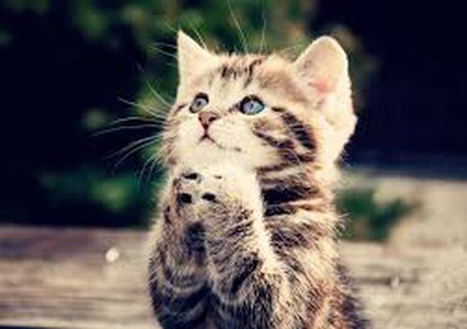 تحذير: "قطك الأليف" يمكن أن يصيبك بحالة انفصام الشخصية!