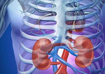 دراسة: الدهون المتراكمة في منطقة البطن تدمر الكلى