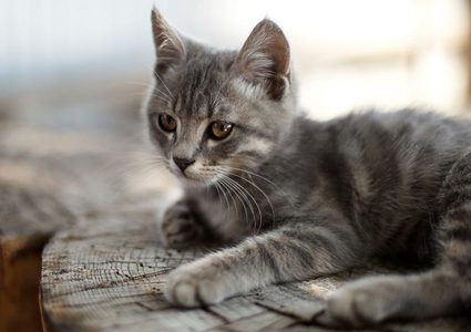 3 سنوات من التقاضي بالمحاكم.. والسبب غلطة "قطة" !